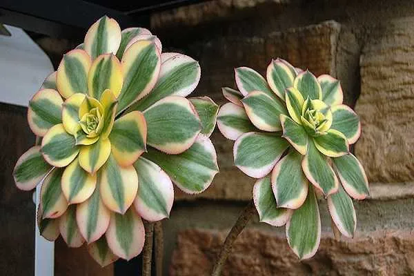 花葉寒月夜不同時期的澆水方法