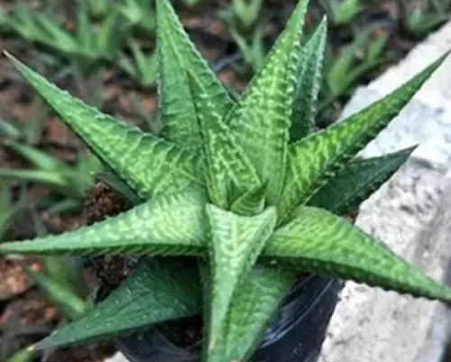 葉形區別