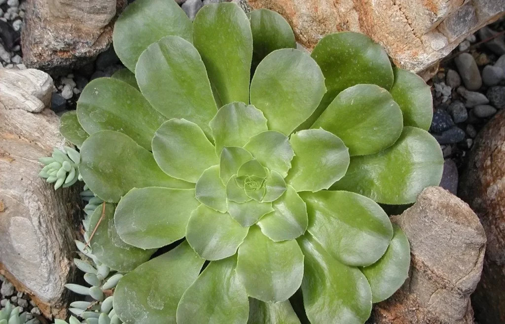 蓮花掌的養護方式