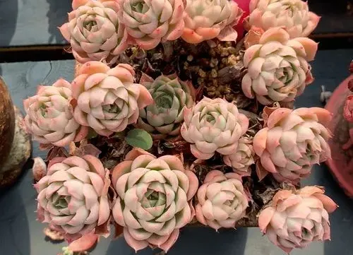薔薇月影