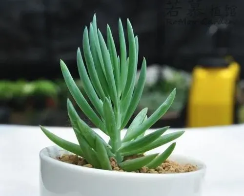 藍月亮