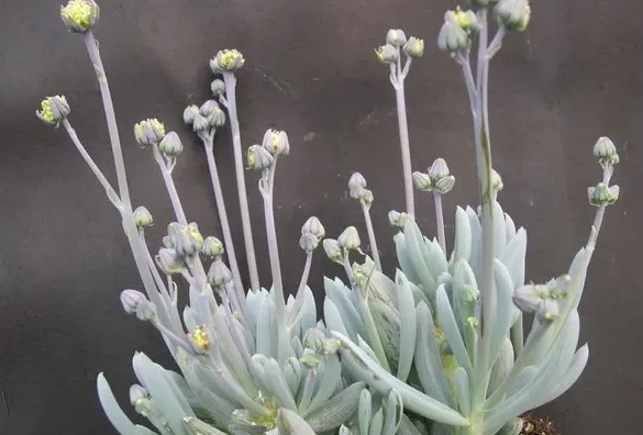 藍松