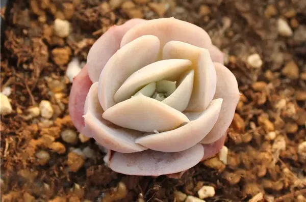 藍色驚喜