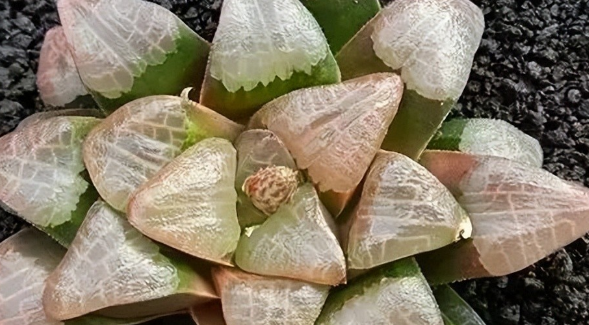 貝殼壽
