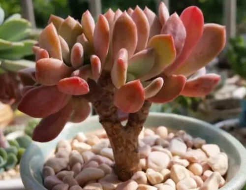 辛德瑞拉