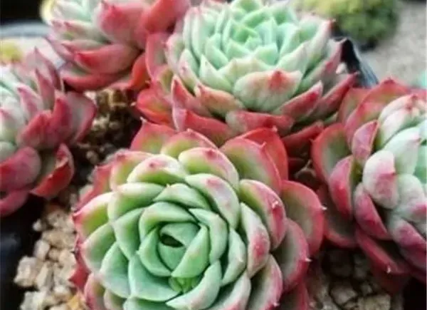 酸橙辣椒
