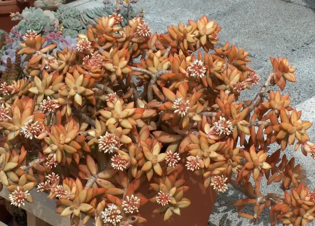 銘月