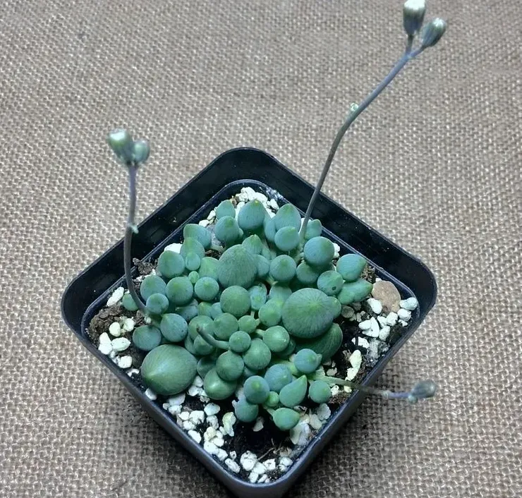 錦上珠