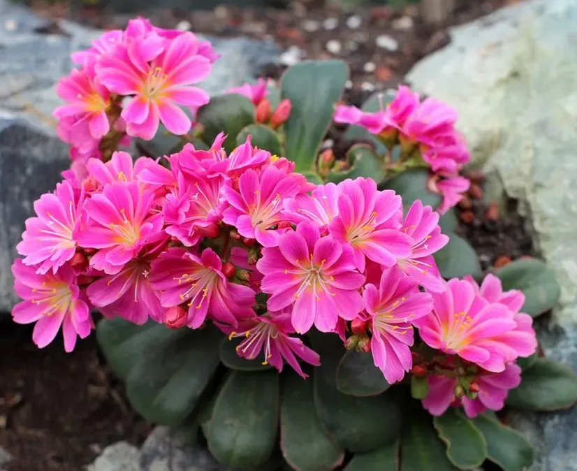 露薇花
