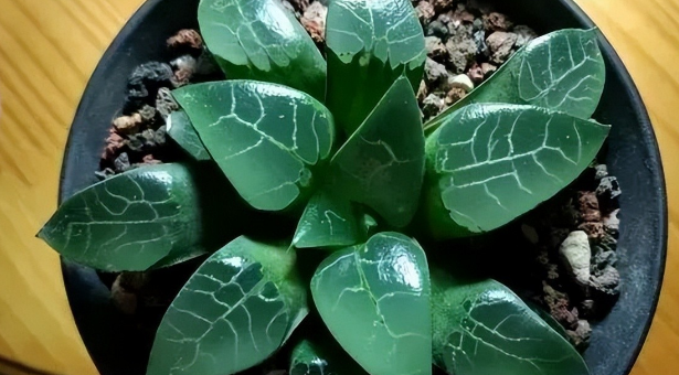 青木克