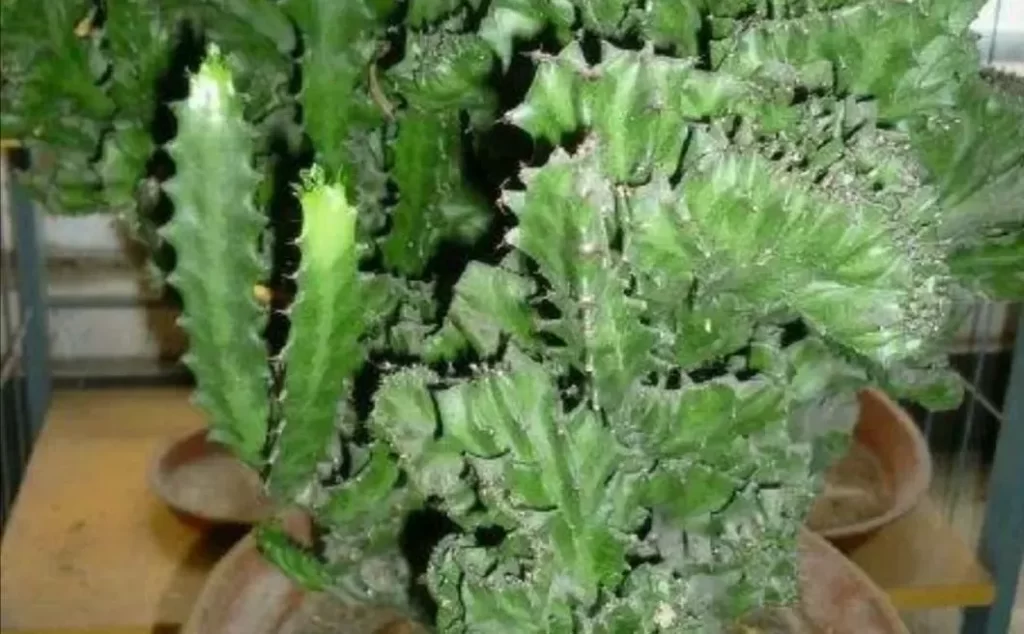 麒麟掌怎麼施肥