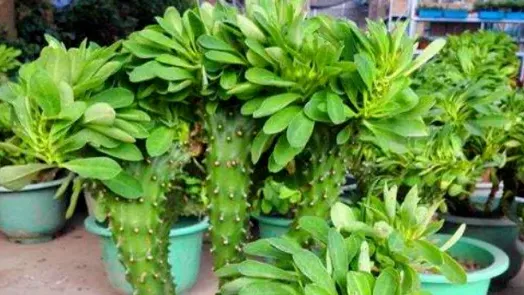 麒麟掌怎麼澆水