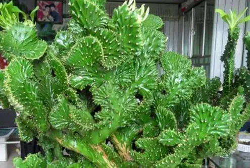 麒麟掌的養殖方法和注意事項