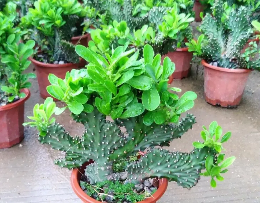 麒麟掌葉子發黃怎麼辦