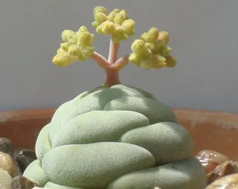 黑法師