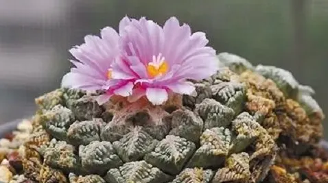 龜甲牡丹