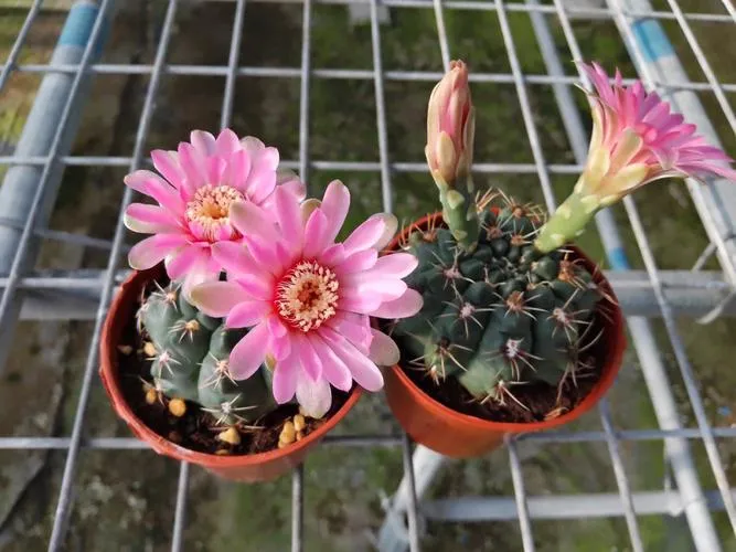 2、緋花玉