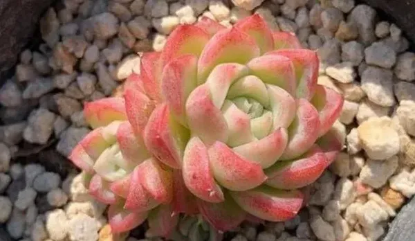 5、女王玫瑰
