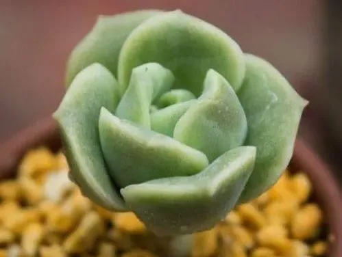 8、比利時玫瑰