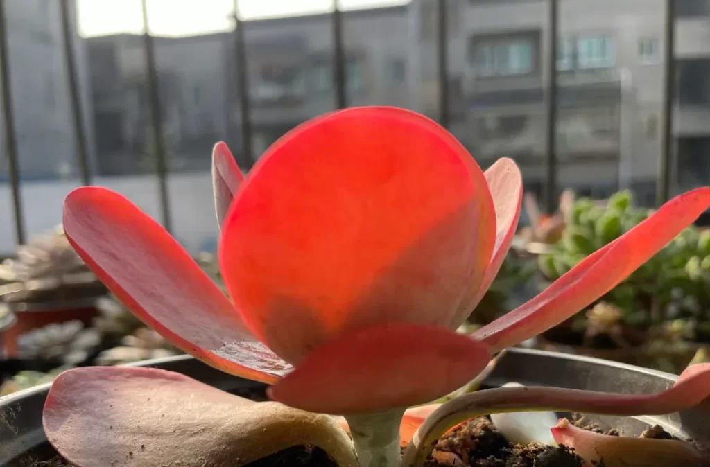 一、唐印
