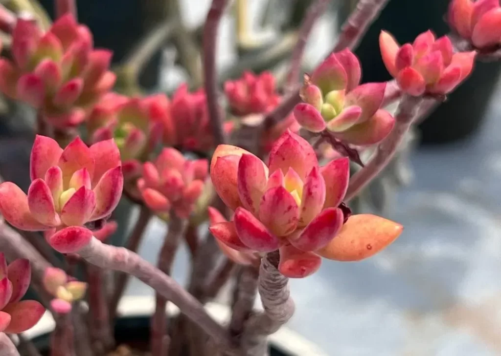 九、紅稚蓮