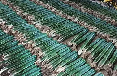 仙人柱的扦插繁殖