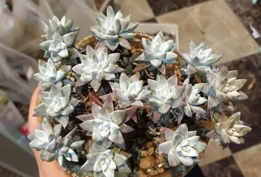 仙女杯白菊