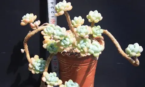 勞爾的繁殖方法