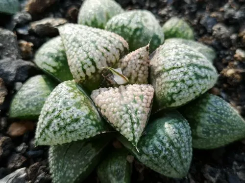 多肉植物十二卷——壽的分類