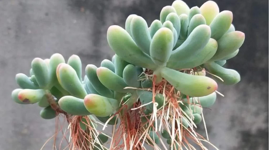 多肉植物安全度夏攻略
