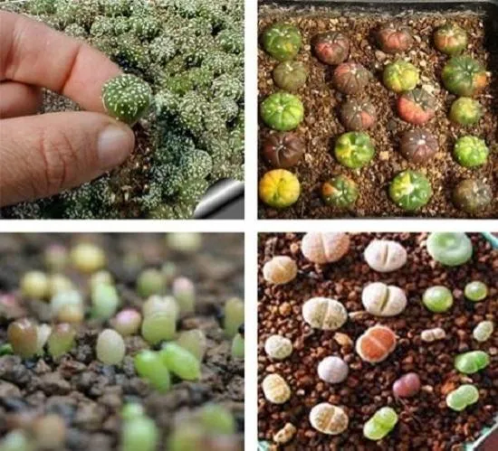 多肉植物種子種植方法