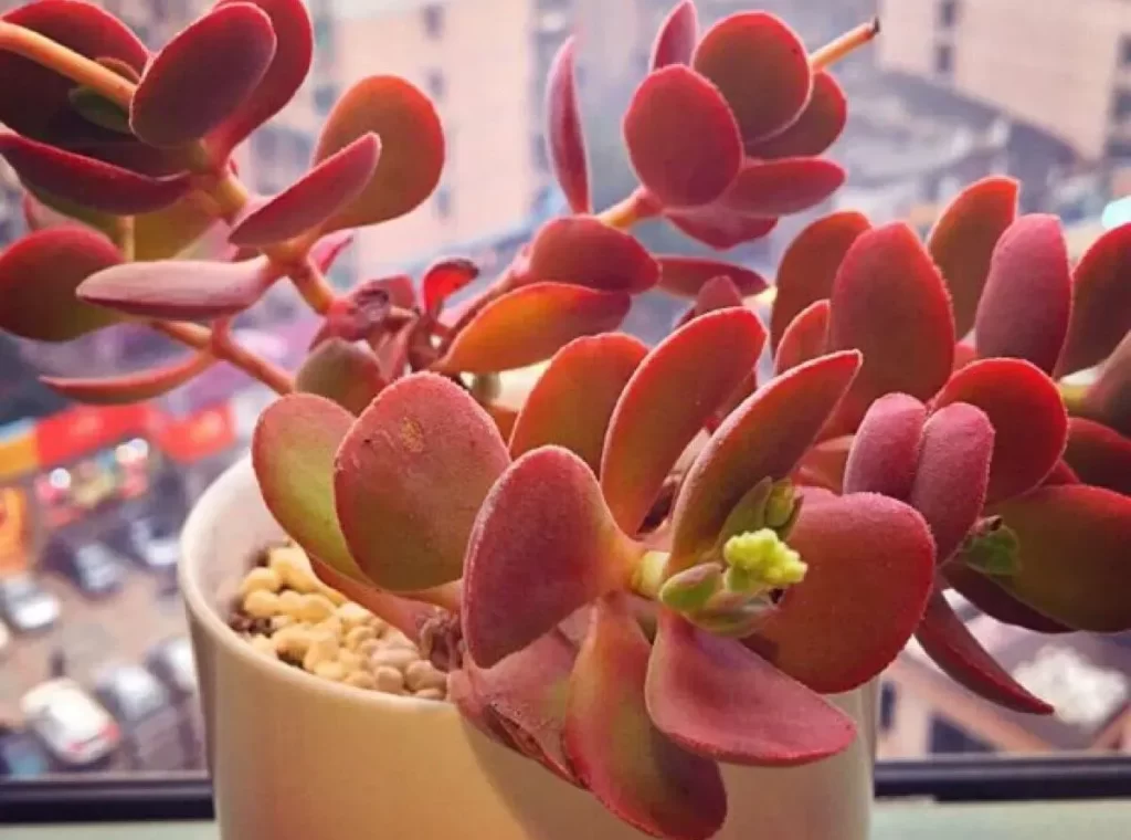 多肉植物醉斜陽的介紹