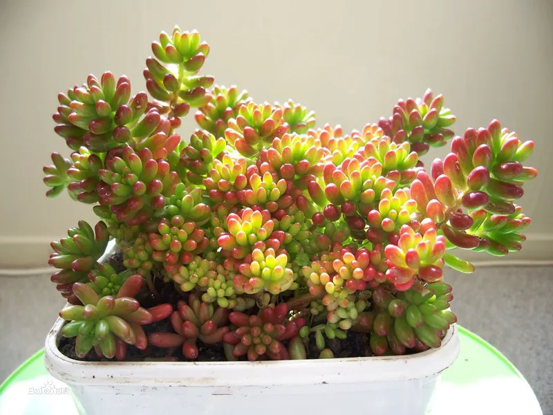 多肉泥土的處理
