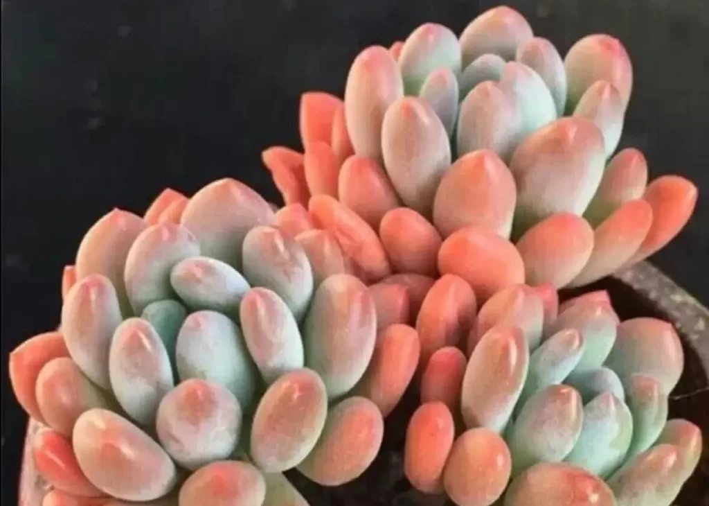多肉燈美人的繁殖方法