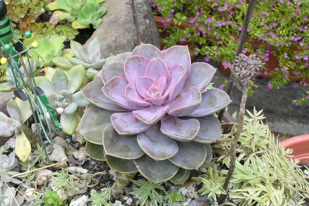 寶石花的介紹