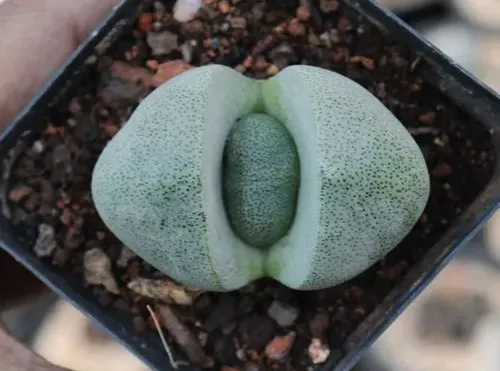 帝玉花期期間
