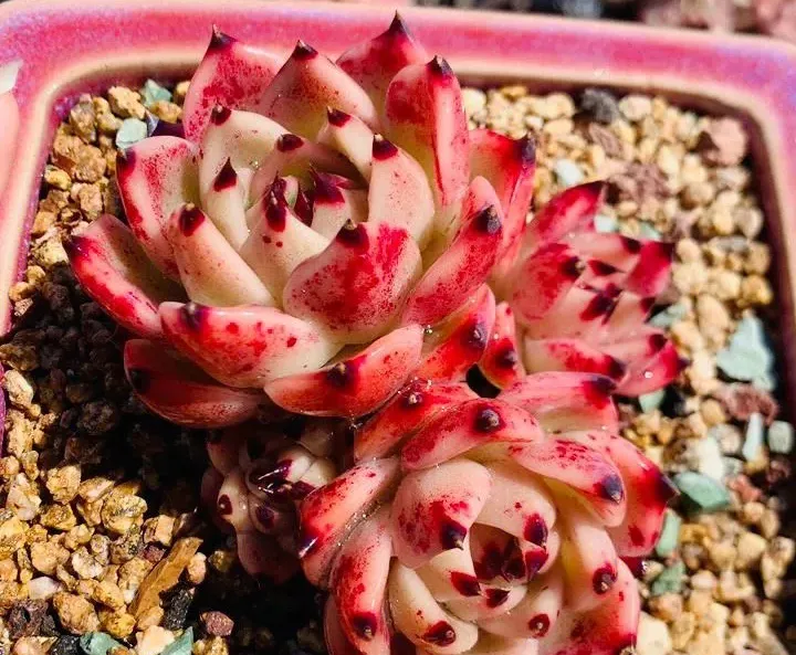 新入手的璀璨過程