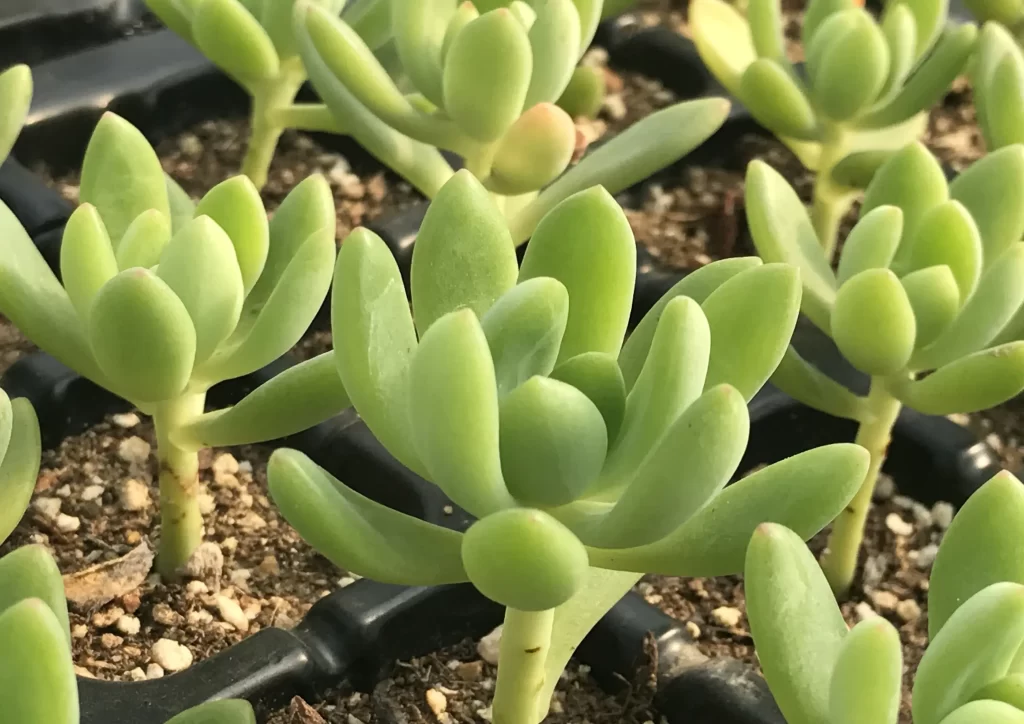 春萌的繁殖方式