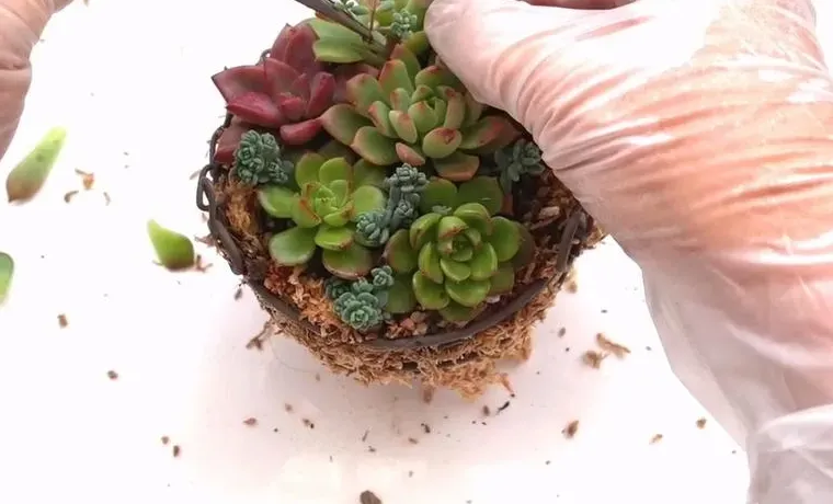 水苔在多肉植物種植中的使用