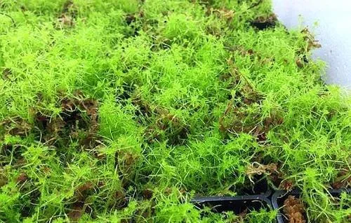 水苔種多肉的優缺點