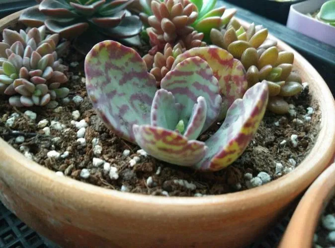 江戶紫爛根怎麼處理