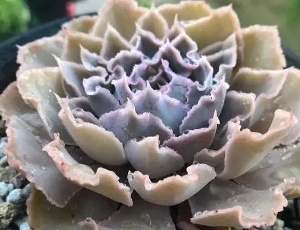 沙維娜