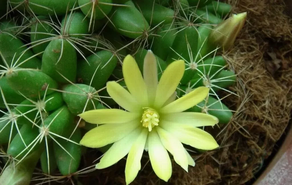 獅子王球的繁殖及栽培