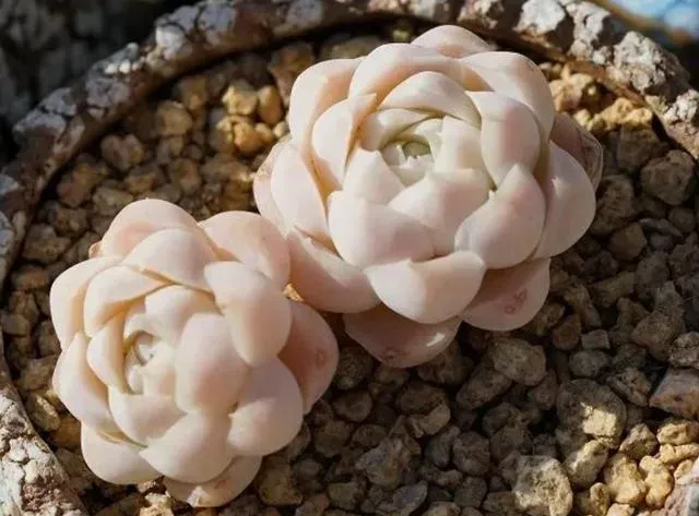 白月影冬天如何快速養出狀態