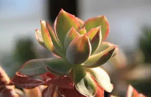 白玫瑰