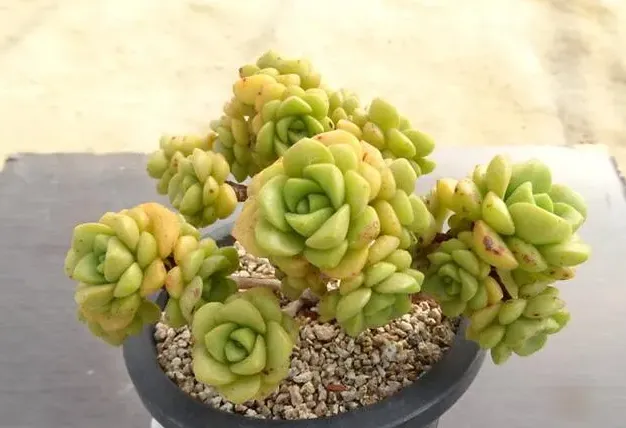 百合莉莉一直是綠色，秋天可以試下這幾點
