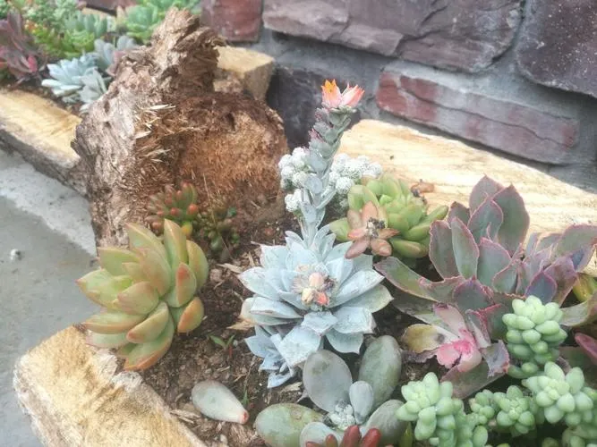 種植多肉的小tips