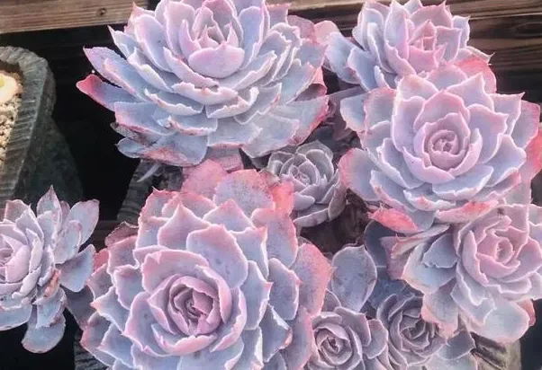 粉紅天使的介紹