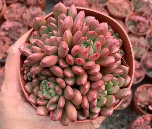 紅寶石如何保持一年四季都紅