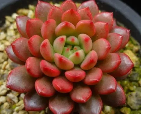 紅寶石徒長了怎麼辦